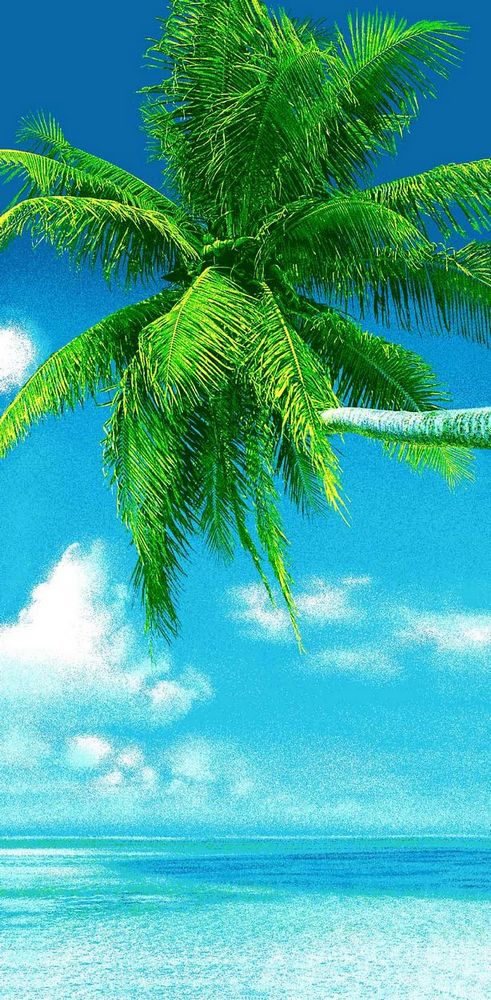 Palm tree cotton beach towel